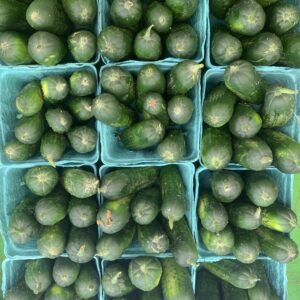 Pickling Cucumbers - 1 Pint