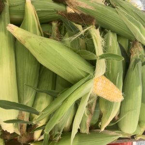 Sweet Corn - 1 Dozen