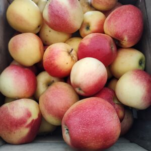 Gala Apple - 1 Quart