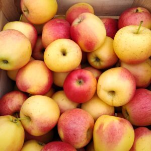 First Grade - Gala 1/2 Bushel